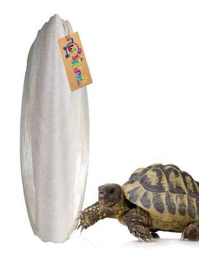 ويستيرن إرا عظم الحبار الطبيعي عالي الكالسيوم من ويسترن إيرا، كتلة معدنية طبيعية لنمو عظام السلاحف (250 غرام) - Image 1